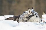 SIBERIAN HUSKY 203